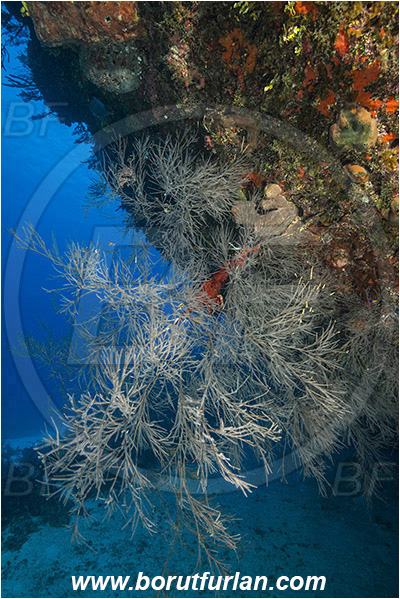 Jardines de la Reina, Cuba, Caribbean sea, Atlantic ocean, Antipathes sp., Antipathes, Antipathidae, Black coral, Coral, Anthozoa, Cnidaria, Cnidarian, Reef