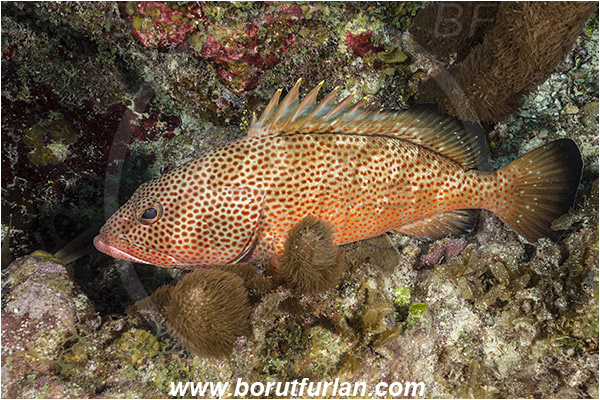 Jardines de la Reina, Cuba, Caribbean sea, Atlantic ocean, Epinephelus guttatus, Epinephelus, Serranidae, Red hind, Grouper, Fish