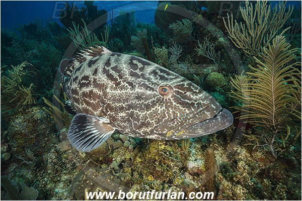 Jardines de la Reina, Cuba, Caribbean sea, Atlantic ocean, Mycteroperca bonaci, Mycteroperca, Serranidae, Black grouper, Grouper, Fish, Reef