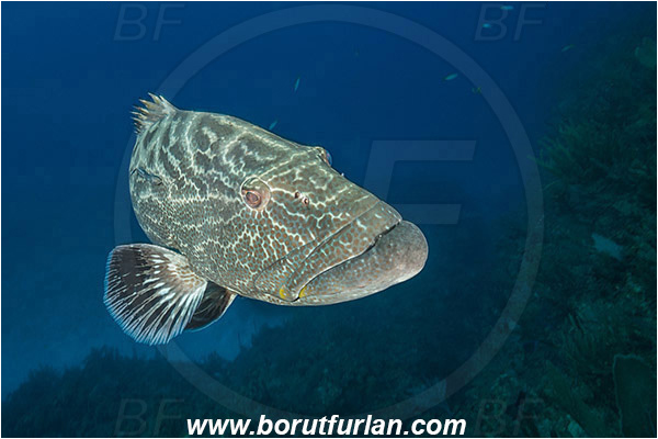 Jardines de la Reina, Cuba, Caribbean sea, Atlantic ocean, Mycteroperca bonaci, Mycteroperca, Serranidae, Black grouper, Grouper, Fish, Reef, Portrait
