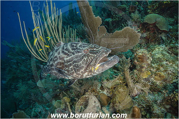 Jardines de la Reina, Cuba, Caribbean sea, Atlantic ocean, Mycteroperca bonaci, Mycteroperca, Serranidae, Black grouper, Grouper, Fish, Reef