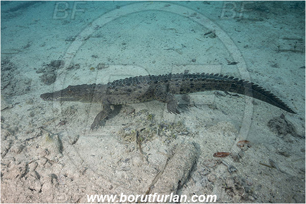 Jardines de la Reina, Cuba, Caribbean sea, Atlantic ocean, Crocodylus acutus, Crocodylus, Crocodylidae, Reptilia, Reptilian, American crocodile, Crocodile