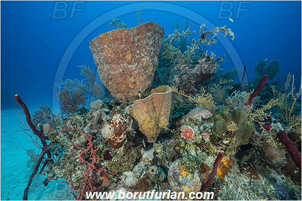 Jardines de la Reina, Cuba, Caribbean sea, Atlantic ocean, Verongula gigantea, Verongula, Aplysinidae, Netted Barrel Sponge, Sponge, Porifera, Reef