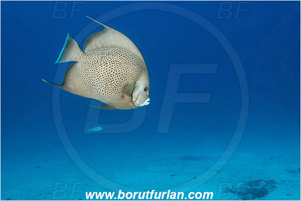 Jardines de la Reina, Cuba, Caribbean sea, Atlantic ocean, Pomacanthus arcuatus, Pomacanthus, Pomacanthidae, Gray angelfish, Angelfish, Fish, Sand