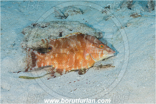 Jardines de la Reina, Cuba, Atlantic ocean, Lachnolaimus maximus, Lachnolaimus, Labridae, Hogfish, Wrasse, Fish, Sand