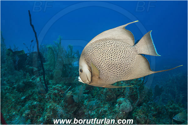 Jardines de la Reina, Cuba, Caribbean sea, Atlantic ocean, Pomacanthus arcuatus, Pomacanthus, Pomacanthidae, Gray angelfish, Angelfish, Fish, Reef