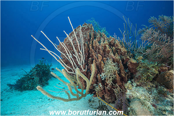 Jardines de la Reina, Cuba, Caribbean sea, Atlantic ocean, Xestospongia muta, Xestospongia, Petrosiidae, Giant Barrel Sponge, Sponge, Porifera, Reef, Sand