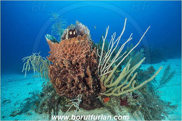 Jardines de la Reina, Cuba, Caribbean sea, Atlantic ocean, Xestospongia muta, Xestospongia, Petrosiidae, Giant Barrel Sponge, Sponge, Porifera, Reef, Sand