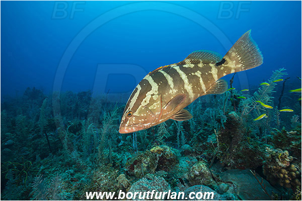 Jardines de la Reina, Cuba, Caribbean sea, Atlantic ocean, Epinephelus striatus, Epinephelus, Serranidae, Nassau grouper, Grouper, Fish, Reef