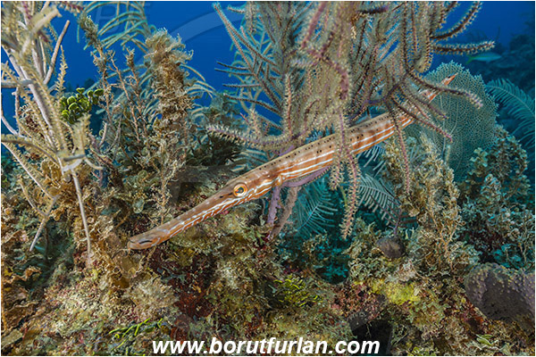 Jardines de la Reina, Cuba, Caribbean sea, Atlantic ocean, Aulostomus maculatus, Aulostomus, Aulostomidae, Western Atlantic Trumpetfish, Trumpetfish, Fish, Reef