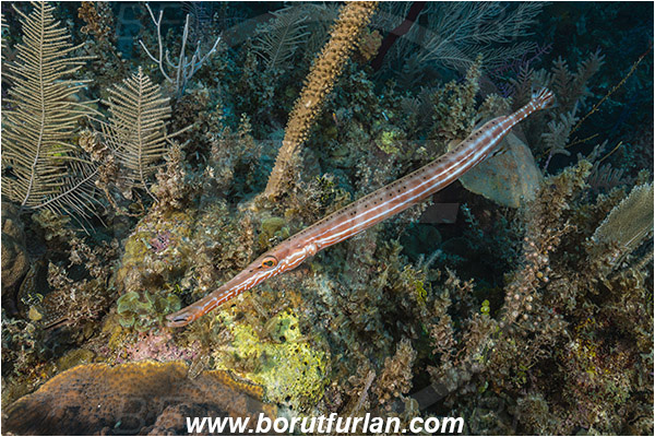 Jardines de la Reina, Cuba, Caribbean sea, Atlantic ocean, Aulostomus maculatus, Aulostomus, Aulostomidae, Western Atlantic Trumpetfish, Trumpetfish, Fish