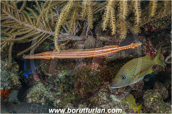 Jardines de la Reina, Cuba, Caribbean sea, Atlantic ocean, Aulostomus maculatus, Aulostomus, Aulostomidae, Western Atlantic Trumpetfish, Trumpetfish, Haemulon plumierii, Haemulon, Haemulidae, White grunt, Grunt, Fish