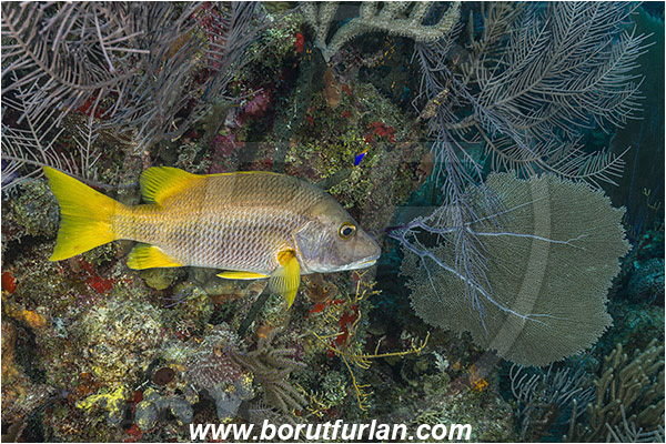 Jardines de la Reina, Cuba, Caribbean sea, Atlantic ocean, Lutjanus apodus, Lutjanus, Lutjanidae, Schoolmaster snapper, Snapper, Fish