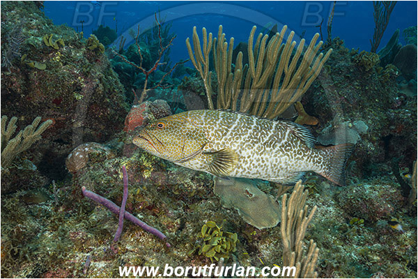 Jardines de la Reina, Cuba, Caribbean sea, Atlantic ocean, Mycteroperca tigris, Mycteroperca, Serranidae, Tiger grouper, Grouper, Fish, Reef