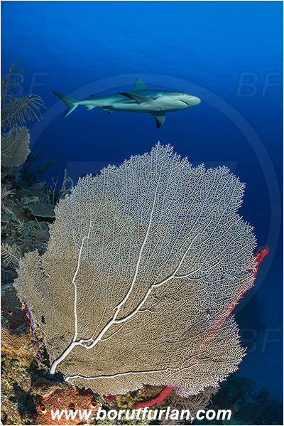 Jardines de la Reina, Cuba, Caribbean sea, Atlantic ocean, Gorgonia flabellum, Gorgonia, Gorgoniidae, Venus Sea Fan, Sea fan, Coral, Cnidaria, Cnidarian, Carcharhinus perezii, Carcharhinus, Carcharhinidae, Elasmobranchii, Caribbean reef shark, Shark, Fish, Reef