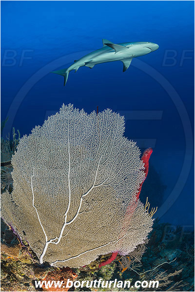 Jardines de la Reina, Cuba, Caribbean sea, Atlantic ocean, Gorgonia flabellum, Gorgonia, Gorgoniidae, Venus Sea Fan, Sea fan, Coral, Cnidaria, Cnidarian, Carcharhinus perezii, Carcharhinus, Carcharhinidae, Elasmobranchii, Caribbean reef shark, Shark, Fish, Reef