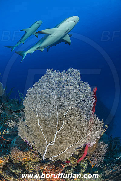 Jardines de la Reina, Cuba, Caribbean sea, Atlantic ocean, Gorgonia flabellum, Gorgonia, Gorgoniidae, Venus Sea Fan, Sea fan, Coral, Cnidaria, Cnidarian, Carcharhinus perezii, Carcharhinus, Carcharhinidae, Elasmobranchii, Caribbean reef shark, Shark, Fish, Reef