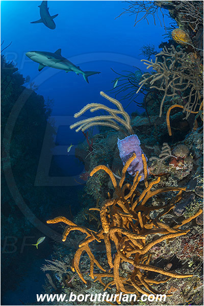 Jardines de la Reina, Cuba, Caribbean sea, Atlantic ocean, Aplysina fulva, Aplysina, Aplysinidae, Scattered pore rope sponge, Sponge, Porifera, Carcharhinus perezii, Carcharhinus, Carcharhinidae, Elasmobranchii, Caribbean reef shark, Shark, Fish, Reef, Canyon