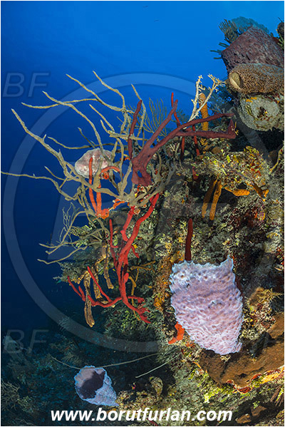 Jardines de la Reina, Cuba, Caribbean sea, Atlantic ocean, Callyspongia (Cladochalina) plicifera, Callyspongia, Callyspongiidae, Azure vase sponge, Sponge, Porifera, Reef