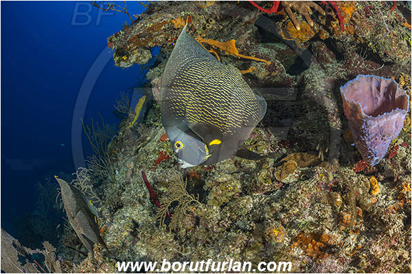 Jardines de la Reina, Cuba, Caribbean sea, Atlantic ocean, Pomacanthus paru, Pomacanthus, Pomacanthidae, French angelfish, Angelfish, Fish, Reef