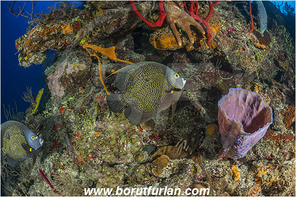 Jardines de la Reina, Cuba, Caribbean sea, Atlantic ocean, Pomacanthus paru, Pomacanthus, Pomacanthidae, French angelfish, Angelfish, Fish, Reef