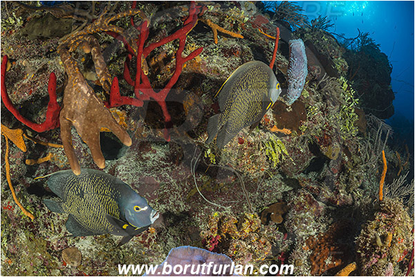 Jardines de la Reina, Cuba, Caribbean sea, Atlantic ocean, Pomacanthus paru, Pomacanthus, Pomacanthidae, French angelfish, Angelfish, Fish, Reef