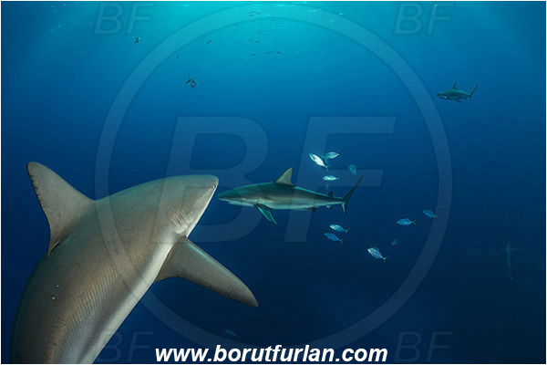 Jardines de la Reina, Cuba, Caribbean sea, Atlantic ocean, Carcharhinus perezii, Carcharhinus, Carcharhinidae, Elasmobranchii, Caribbean reef shark, Shark, Fish