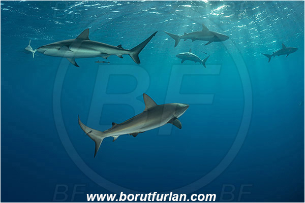 Jardines de la Reina, Cuba, Caribbean sea, Atlantic ocean, Carcharhinus perezii, Carcharhinus, Carcharhinidae, Elasmobranchii, Caribbean reef shark, Shark, Fish