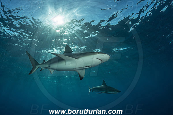 Jardines de la Reina, Cuba, Caribbean sea, Atlantic ocean, Carcharhinus perezii, Carcharhinus, Carcharhinidae, Elasmobranchii, Caribbean reef shark, Shark, Fish