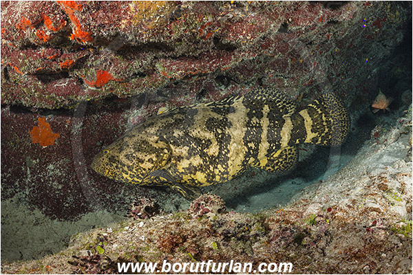 Jardines de la Reina, Cuba, Caribbean sea, Atlantic ocean, Epinephelus itajara, Epinephelus, Serranidae, Goliath grouper, Grouper, Fish
