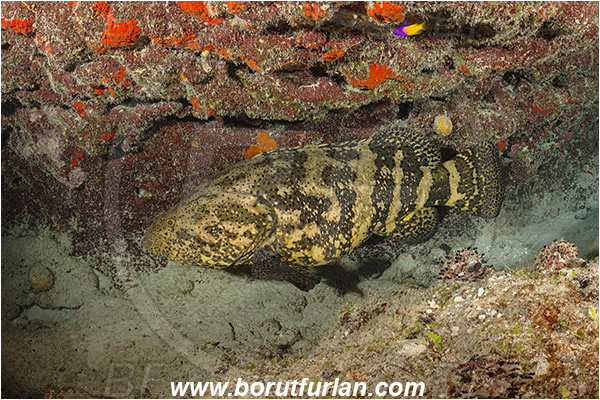 Jardines de la Reina, Cuba, Caribbean sea, Atlantic ocean, Epinephelus itajara, Epinephelus, Serranidae, Goliath grouper, Grouper, Fish