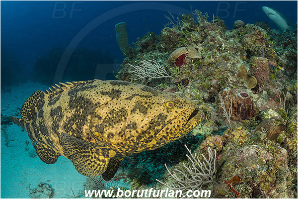 Jardines de la Reina, Cuba, Caribbean sea, Atlantic ocean, Epinephelus itajara, Epinephelus, Serranidae, Goliath grouper, Grouper, Fish, Reef