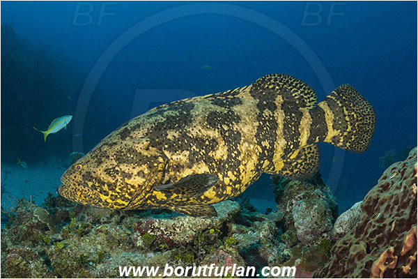 Jardines de la Reina, Cuba, Caribbean sea, Atlantic ocean, Epinephelus itajara, Epinephelus, Serranidae, Goliath grouper, Grouper, Fish, Reef