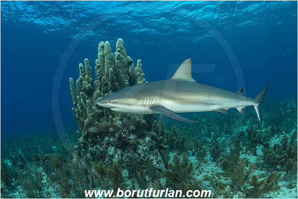 Jardines de la Reina, Cuba, Caribbean sea, Atlantic ocean, Dendrogyra cylindrus, Dendrogyra, Meandrinidae, Anthozoa, Cnidaria, Cnidarian, Pillar Coral, Coral, Carcharhinus perezii, Carcharhinus, Carcharhinidae, Elasmobranchii, Caribbean reef shark, Shark, Fish, Reef