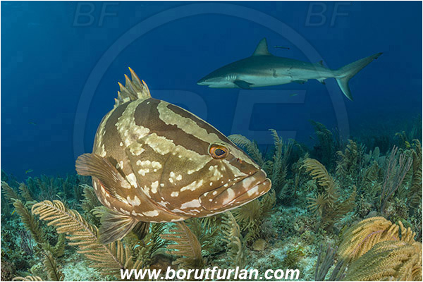 Jardines de la Reina, Cuba, Caribbean sea, Atlantic ocean, Epinephelus striatus, Epinephelus, Serranidae, Nassau grouper, Grouper, Carcharhinus perezii, Carcharhinus, Carcharhinidae, Elasmobranchii, Caribbean reef shark, Shark, Fish, Reef
