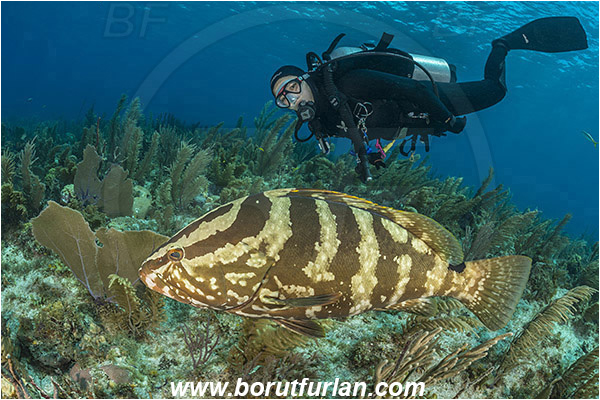 Jardines de la Reina, Cuba, Caribbean sea, Atlantic ocean, Epinephelus striatus, Epinephelus, Serranidae, Nassau grouper, Grouper, Fish, Reef, Diver