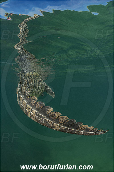 Jardines de la Reina, Cuba, Caribbean sea, Atlantic ocean, Crocodylus acutus, Crocodylus, Crocodylidae, Reptilia, Reptilian, American crocodile, Crocodile, Tail