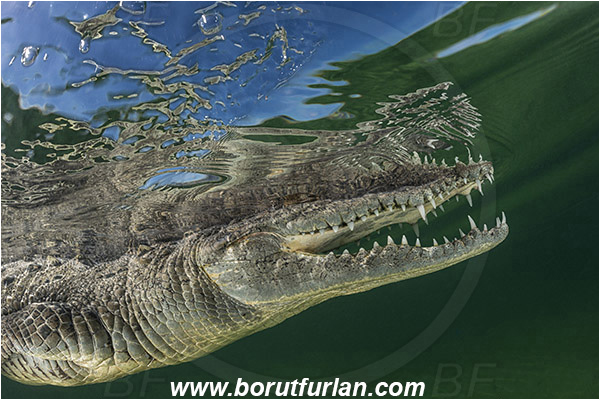 Jardines de la Reina, Cuba, Caribbean sea, Atlantic ocean, Crocodylus acutus, Crocodylus, Crocodylidae, Reptilia, Reptilian, American crocodile, Crocodile, Surface, Reflection