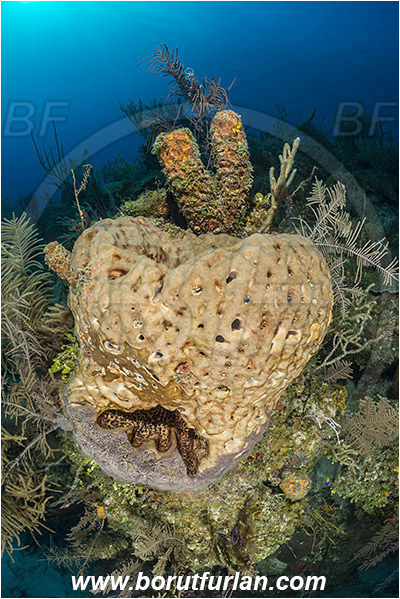 Jardines de la Reina, Cuba, Caribbean sea, Atlantic ocean, Geodia neptuni, Geodia, Geodiidae, Leathery barrel sponge, Sponge, Porifera, Reef
