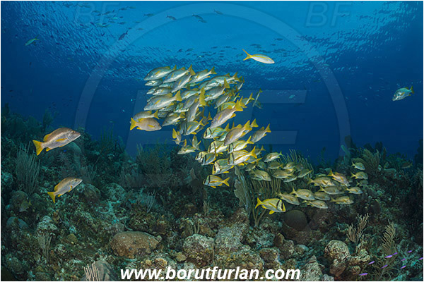 Jardines de la Reina, Cuba, Caribbean sea, Atlantic ocean, Lutjanus apodus, Lutjanus, Lutjanidae, Schoolmaster snapper, Snapper, Anisotremus virginicus, Anisotremus, Haemulidae, Porkfish, Grunt, Fish, Fish school, Reef