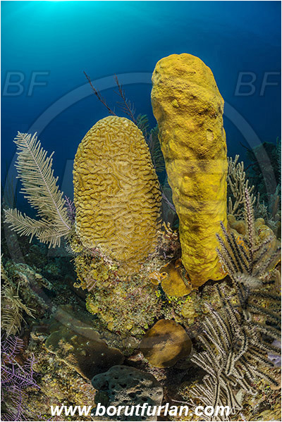 Jardines de la Reina, Cuba, Caribbean sea, Atlantic ocean, Aplysina fistularis, Aplysina, Aplysinidae, Yellow tube sponge, Sponge, Porifera, Colpophyllia natans, Colpophyllia, Faviidae, Anthozoa, Cnidaria, Cnidarian, Boulder brain coral, Coral, Reef