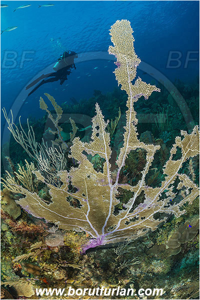 Jardines de la Reina, Cuba, Caribbean sea, Atlantic ocean, Gorgonia flabellum, Gorgonia, Gorgoniidae, Venus Sea Fan, Sea fan, Coral, Cnidaria, Cnidarian, Reef, Diver