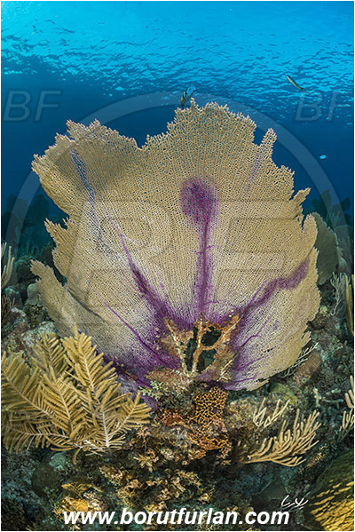 Jardines de la Reina, Cuba, Caribbean sea, Atlantic ocean, Gorgonia flabellum, Gorgonia, Gorgoniidae, Venus Sea Fan, Sea fan, Coral, Cnidaria, Cnidarian, Reef