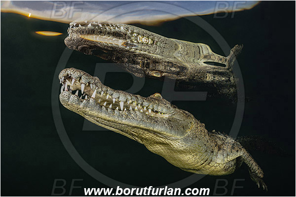 Jardines de la Reina, Cuba, Caribbean sea, Atlantic ocean, Crocodylus acutus, Crocodylus, Crocodylidae, Reptilia, Reptilian, American crocodile, Crocodile, Evening, Sunset, Reflections, Portrait
