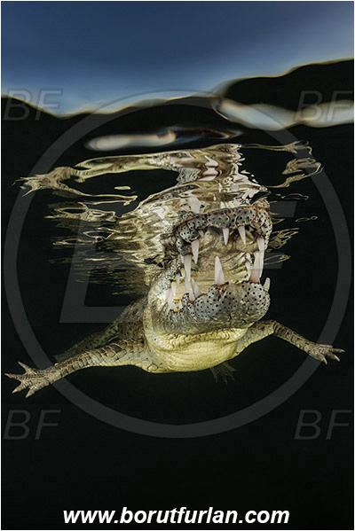 Jardines de la Reina, Cuba, Caribbean sea, Atlantic ocean, Crocodylus acutus, Crocodylus, Crocodylidae, Reptilia, Reptilian, American crocodile, Crocodile, Evening, Sunset, Reflections, Portrait