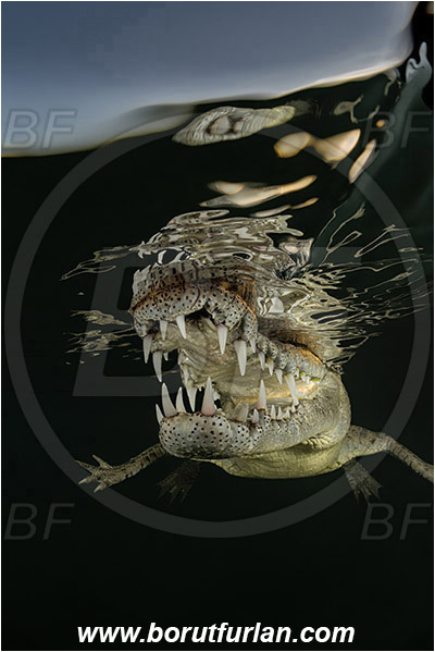 Jardines de la Reina, Cuba, Caribbean sea, Atlantic ocean, Crocodylus acutus, Crocodylus, Crocodylidae, Reptilia, Reptilian, American crocodile, Crocodile, Evening, Sunset, Reflections, Portrait