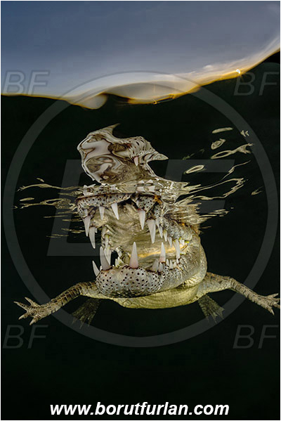 Jardines de la Reina, Cuba, Caribbean sea, Atlantic ocean, Crocodylus acutus, Crocodylus, Crocodylidae, Reptilia, Reptilian, American crocodile, Crocodile, Evening, Sunset, Reflections, Portrait