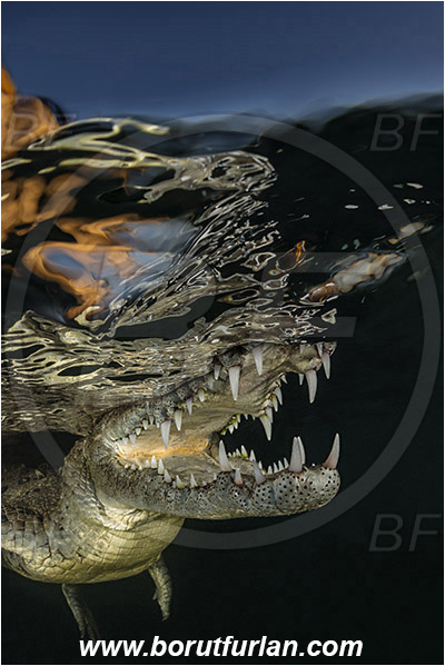 Jardines de la Reina, Cuba, Caribbean sea, Atlantic ocean, Crocodylus acutus, Crocodylus, Crocodylidae, Reptilia, Reptilian, American crocodile, Crocodile, Evening, Sunset, Reflections, Portrait, Open mouth