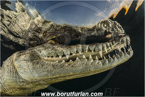 Jardines de la Reina, Cuba, Caribbean sea, Atlantic ocean, Crocodylus acutus, Crocodylus, Crocodylidae, Reptilia, Reptilian, American crocodile, Crocodile, Evening, Sunset, Reflections, Portrait