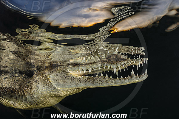 Jardines de la Reina, Cuba, Caribbean sea, Atlantic ocean, Crocodylus acutus, Crocodylus, Crocodylidae, Reptilia, Reptilian, American crocodile, Crocodile, Night, Evening, Sunset, Reflections, Portrait, Abstract